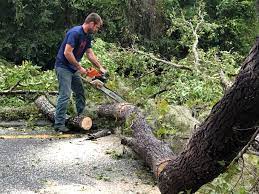  Corunna, MI Tree Removal Services Pros