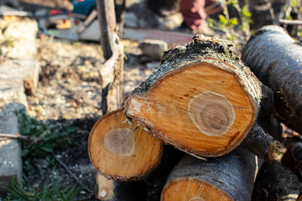 How Our Tree Care Process Works  in  Corunna, MI