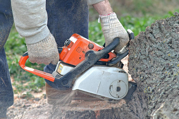 Best Emergency Tree Removal  in Corunna, MI