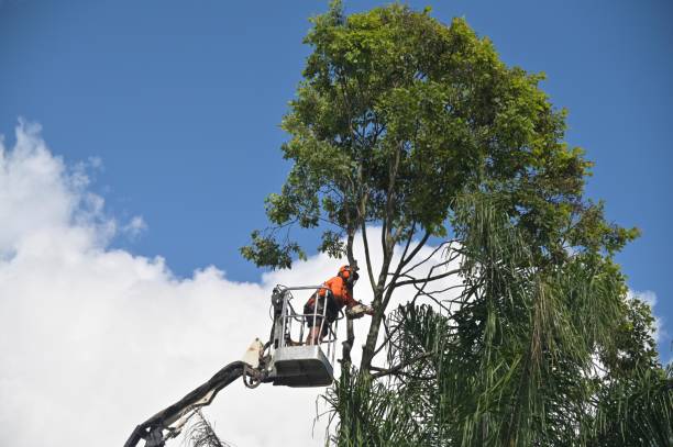 Best Tree Preservation Services  in Corunna, MI